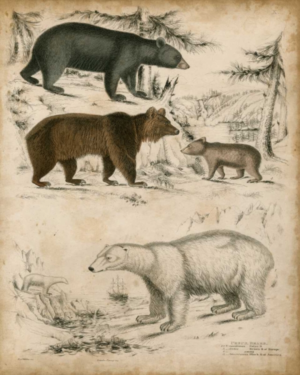 Picture of NON-EMBELLISHED SPECIES OF BEAR