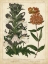 Picture of NON-EMBELLISH ENCHANTED GARDEN IV