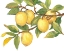Picture of RIPE FOR PICKING I