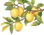 Picture of RIPE FOR PICKING I