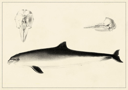 Picture of ANTIQUE DOLPHIN STUDY II