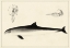 Picture of ANTIQUE DOLPHIN STUDY II