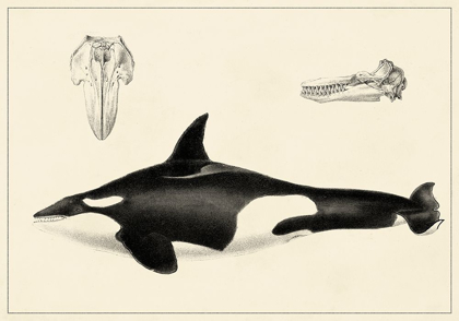 Picture of ANTIQUE WHALE STUDY I