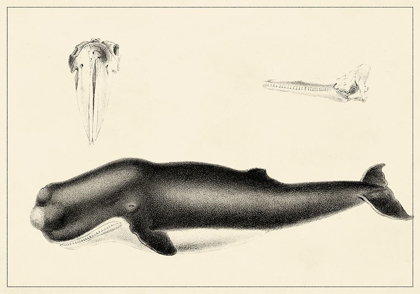 Picture of ANTIQUE WHALE STUDY II