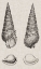 Picture of CHARCOAL AND LINEN SHELLS I