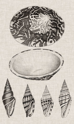 Picture of CHARCOAL AND LINEN SHELLS III