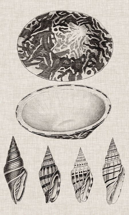Picture of CHARCOAL AND LINEN SHELLS III