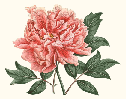 Picture of PEONY BLUSH I