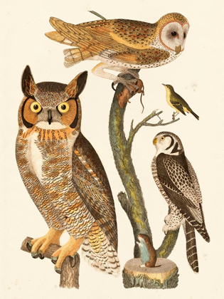Picture of WILSON OWLS I