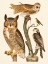 Picture of WILSON OWLS I