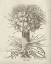 Picture of FRESCO CROWN IMPERIAL I