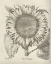 Picture of FRESCO SUNFLOWER I