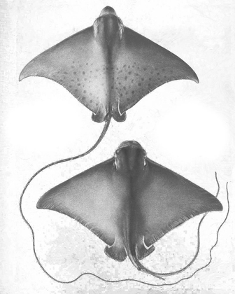 Picture of GREY-SCALE STINGRAYS I