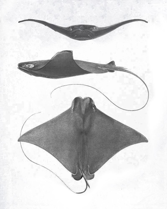 Picture of GREY-SCALE STINGRAYS II