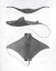 Picture of GREY-SCALE STINGRAYS II