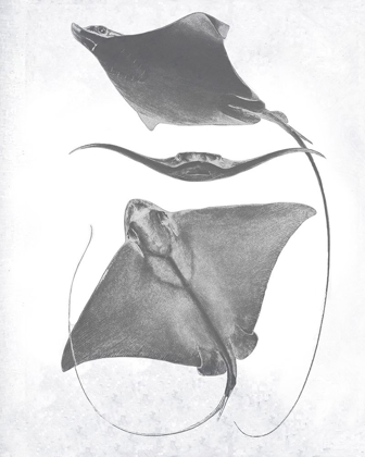 Picture of GREY-SCALE STINGRAYS III