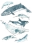 Picture of CETACEA I