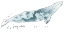 Picture of CETACEA GRAY WHALE