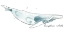 Picture of CETACEA HUMPBACK