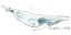 Picture of CETACEA HUMPBACK