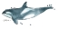 Picture of CETACEA ORCA WHALE