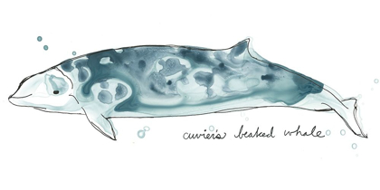 Picture of CETACEA CUVIERS BEAKED WHALE