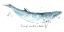 Picture of CETACEA DWARF MINKE WHALE