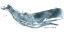 Picture of CETACEA SPERM WHALE