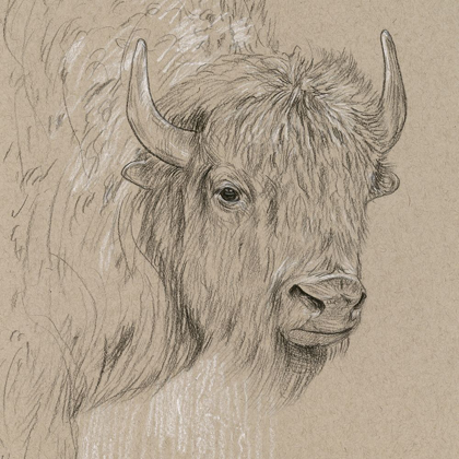 Picture of BISON SKETCH I