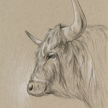 Picture of BISON SKETCH II