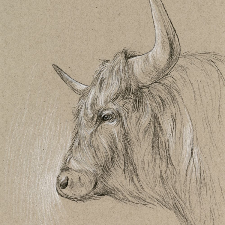 Picture of BISON SKETCH II