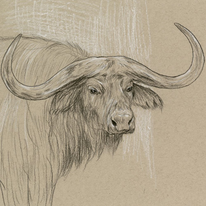 Picture of LONGHORN SKETCH II