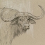 Picture of LONGHORN SKETCH II