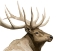 Picture of CALL OF THE ELK I