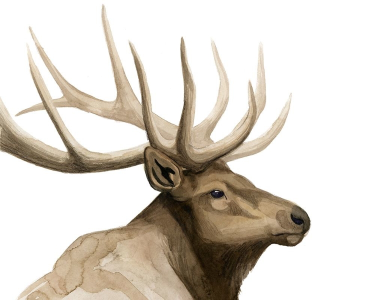 Picture of CALL OF THE ELK I