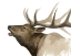Picture of CALL OF THE ELK II