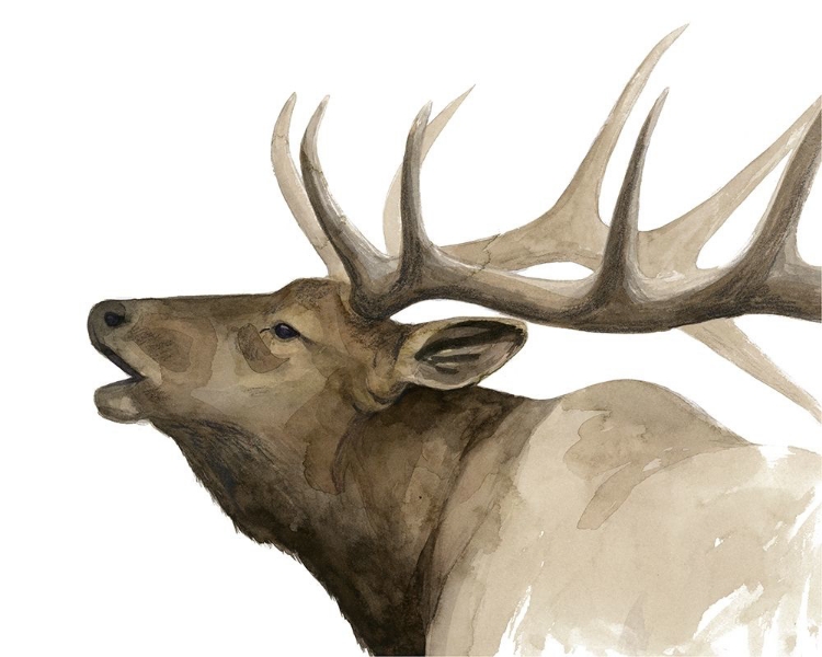 Picture of CALL OF THE ELK II