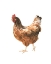 Picture of AUTUMN CHICKEN IV