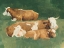 Picture of BUCOLIC SUNDAY II