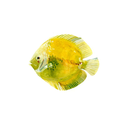 Picture of DISCUS FISH I