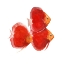 Picture of DISCUS FISH VI