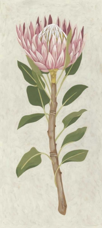 Picture of NON-EMBELLISHED PROTEA II