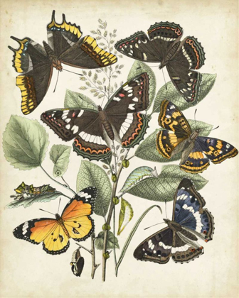 Picture of NON-EMBELLISHED BUTTERFLY HAVEN II