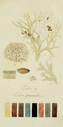 Picture of SPECIES OF LICHEN IV