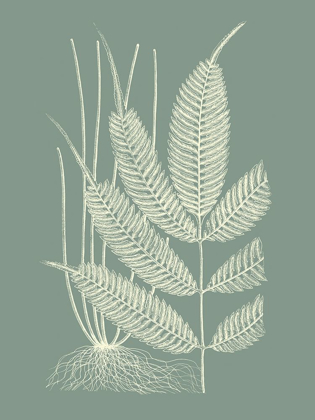 Picture of FERNS ON SAGE II