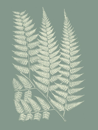 Picture of FERNS ON SAGE III