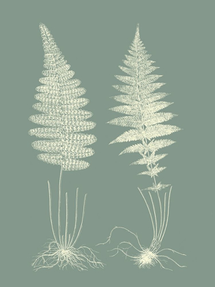 Picture of FERNS ON SAGE VI