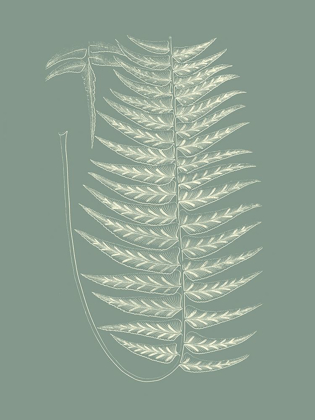 Picture of FERNS ON SAGE VIII