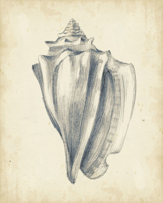 Picture of CUSTOM ANTIQUE SHELL STUDY IV (ASH)
