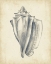 Picture of CUSTOM ANTIQUE SHELL STUDY IV (ASH)